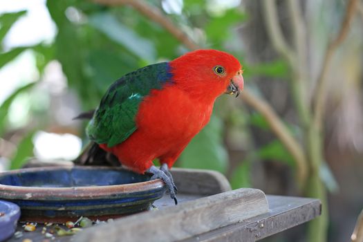 Male Australian King Parrot, Alisterus Scapularis 