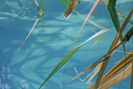 Underwater Life, Grasses in a Clear Pool of Water