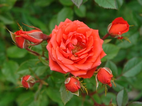 Macro shot of a beautiful red rose                               