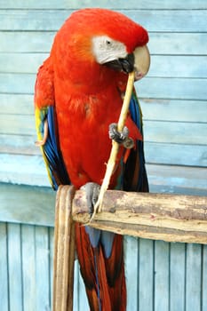  colorful red macaw parrot in Russian village                              