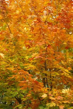 crown of a maple in  autumn                               