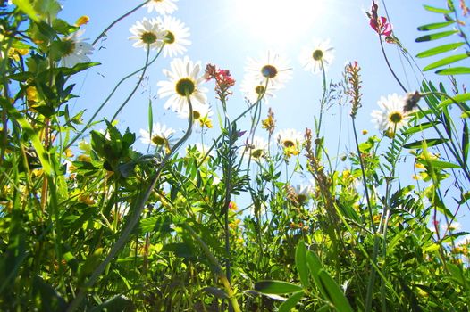 daisy flowers in summer under blue sky from below