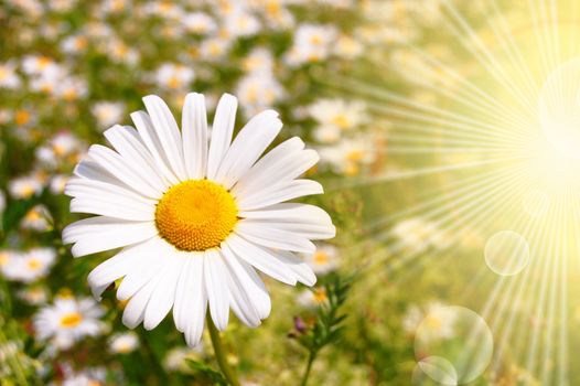 flower and sun in summer on a field