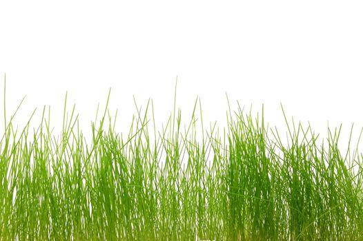 green fresh easter grass isolated on white background