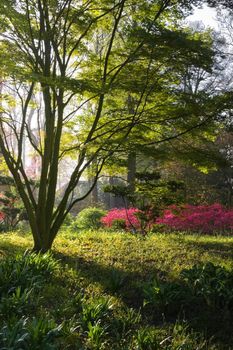 Japanese garden on a sunny morning in early spring