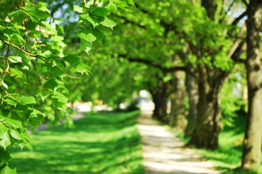 alley with green summer trees in the park on a sunny day