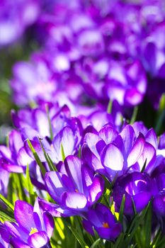 Purple spring crocus blooming in March