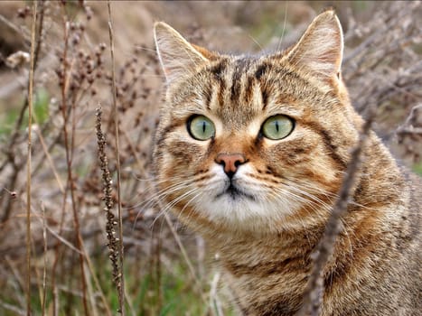 A hunting cat in dry grass