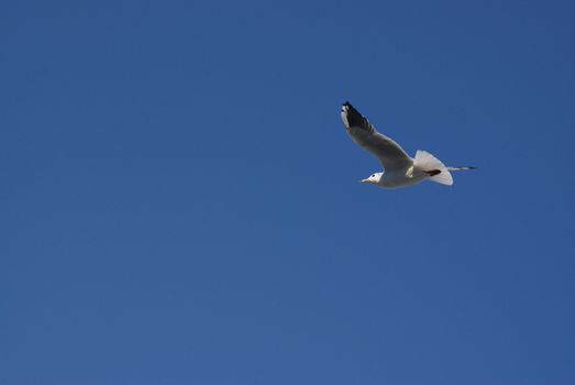 	A seagull in a clear sky