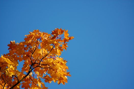 golden fall leave of a tree in a forrest on blue sky