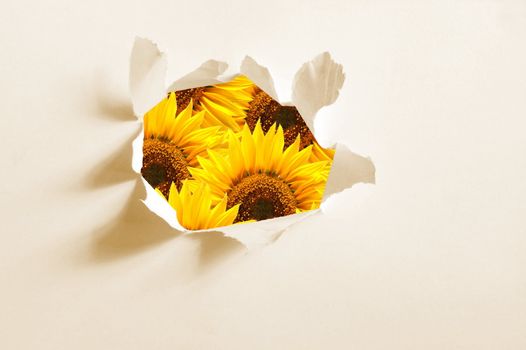 flower behind hole in blank paper showing freedom