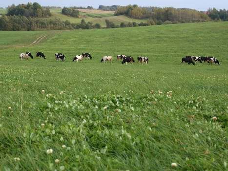 	Cows on a meadow, in a distance