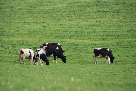 Cows on a meadow, in a distance