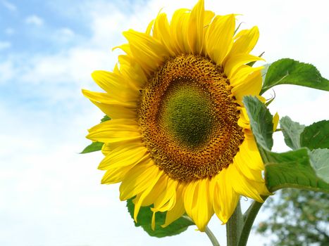   big, bright sunflower against a blue sky.                             