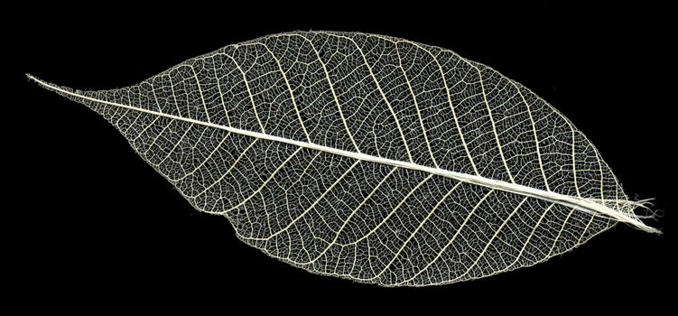 skeleton of the leaf on black background