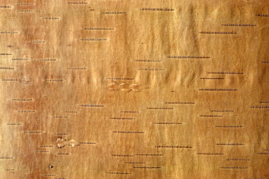 A closeup of birch bark for use as a background.                             