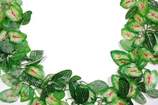 border of leaves isolated on white background