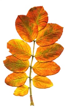 Branch with turned yellow autumn leaves