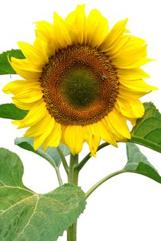 Beautiful yellow sunflower isolated on white.                                