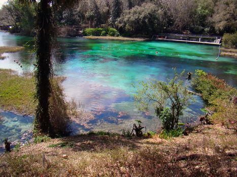 rainbow springs state park