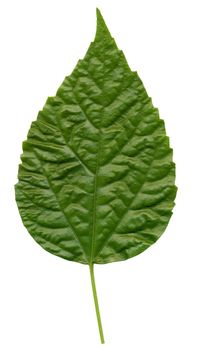 Close-up of a perfect  leaf isolated on pure white background