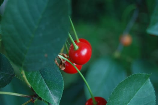 Some tasty red cherry wich groves on a tree