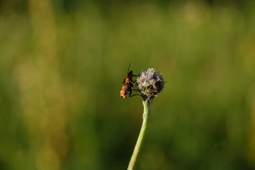 Some fly wich sits on a grass in summer.