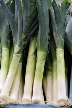 Leek                 