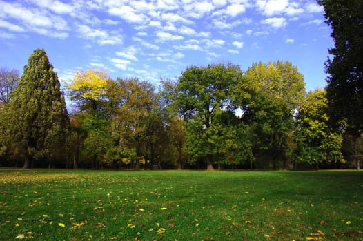 autumn in the forest with green trees under blue sky and golden leaves.