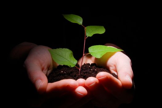 hands plant and soil showing concept of growth