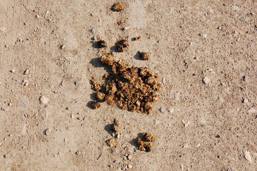 crap or shit from a horse on a agriculture farm