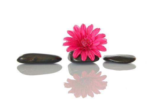 flower isolated on white background showing spa and wellness still life