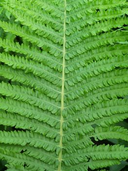 Close up of the fern leaf texture.