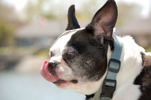 Boston Terrier Licks Its Nose