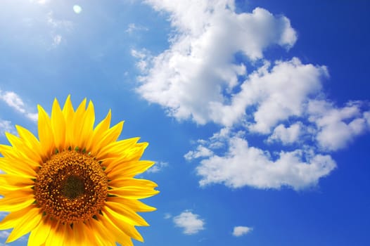 sunflower and blue sky showing summer concepty