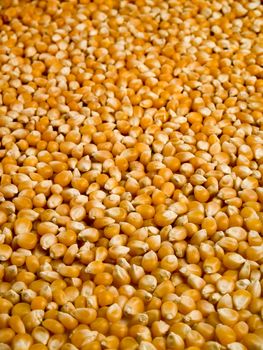 A background of corn beans with a shalow depth of field.