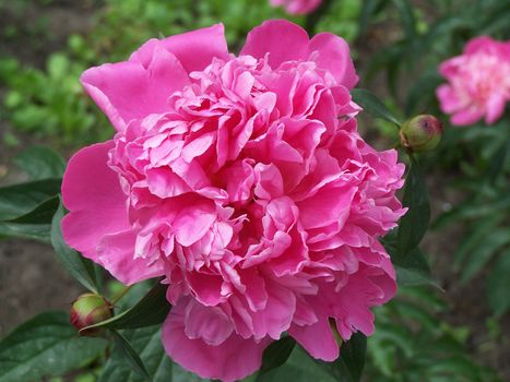 Close up of the pink peony.