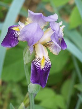 Close up of the iris blossom