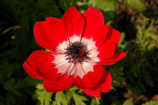 Red flower in full bloom