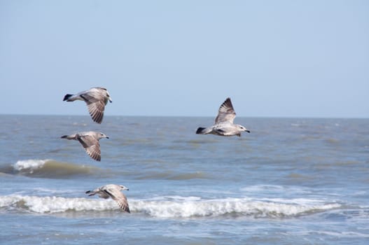 Four seagulls fly in formation