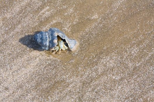 A hermit crab on a sandy beach