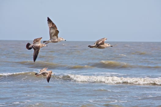Four seagulls fly in formation