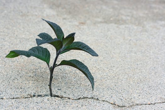 The young green plant has grown in a crack of concrete road.