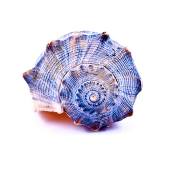 A blue spriral shell on white