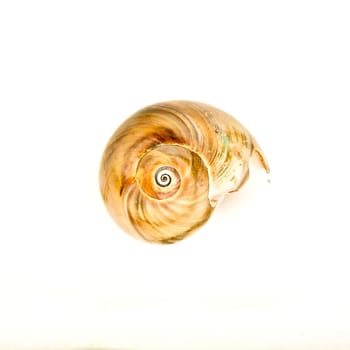 A spiral sea snail shell, on white