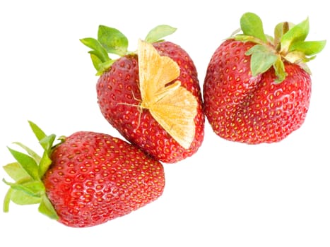 A strawberry butterfly sat down to rest on the berry of strawberry