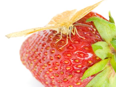 A strawberry butterfly sat down to rest on the berry of strawberry