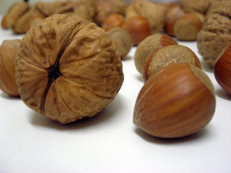 Close-up of a walnut and a hazel nut surronded by some other nuts.