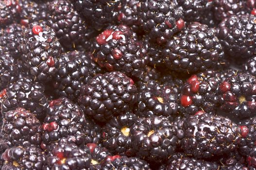 Macro Blackberries with Water Drops and Narrow Depth of Field.