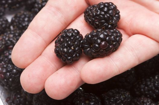 Hand holding Blackberries with Water Drops and Narrow Depth of Field.